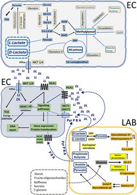 Lactate drives cellular DNA repair capacity: Role of lactate and related short-chain fatty acids in cervical cancer chemoresistance and viral infection